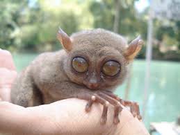 Tarsier (Tarsius tarsier)