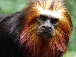 Leontopithecus chrysomelas