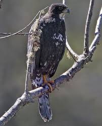 Accipiter melanoleucus (Black