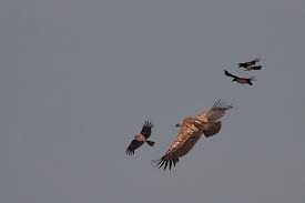 Gyps fulvus in Banat