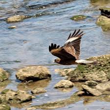 Caracara chimango (Milvago