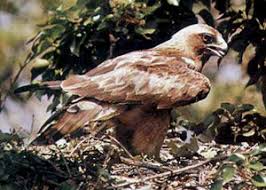 All other Hieraaetus species