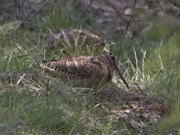 (Scolopax rusticola)
