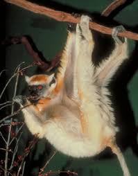 Propithecus tattersalli