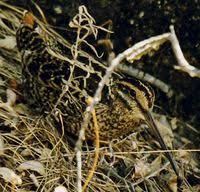 Wood Snipe - Gallinago