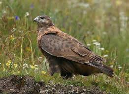 大鵟Buteo hemilasius