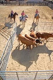 Team Penning at Rancho de los ...