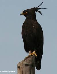 Lophaetus occipitalis,