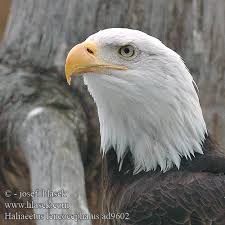 Haliaeetus leucocephalus