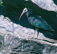 Geronticus eremita Bald Ibis