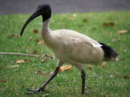 183_2133 Threskiornis molucca