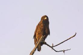 Eagle (Aquila pomarina).