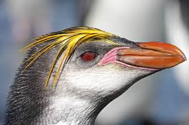 Name: Eudyptes schlegeli