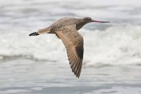 Scientific: Limosa fedoa