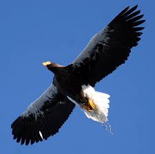 Haliaeetus pelagicus L95cm