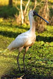 (Platalea regia) - Wiki;