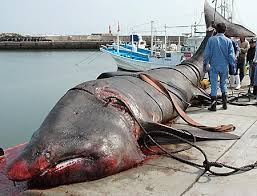 Sharks Cetorhinus maximus