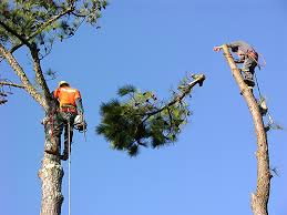 Controlled Tree Removal