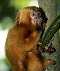Leontopithecus rosalia,