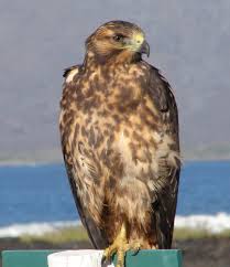 Hawk (Buteo galapagoensis)
