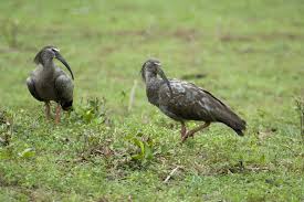 Maguari Stork (Ciconia maguari