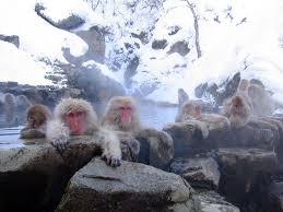 (Macaca fuscata) - Wiki