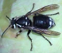 Baldfaced Hornet