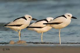 Dromas ardeola Crab Plover nd