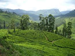 Sri Lanka: Plantation de thé