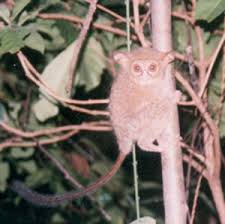 The spectral tarsier