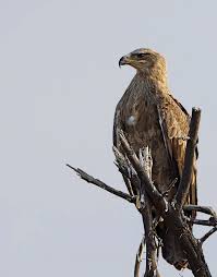 Tawny Eagle (Aquila rapax) is