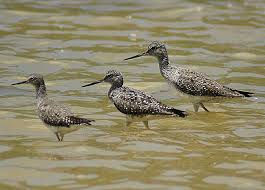 (Tringa melanoleuca,