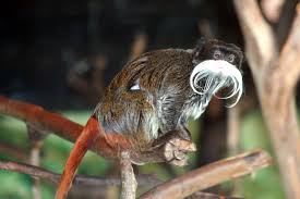 (Saguinus imperator)