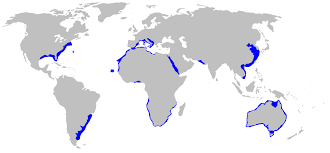 File:Carcharias taurus