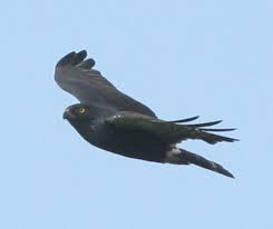 Hawk Buteo leucorrhous