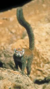 Eulemur coronatus
