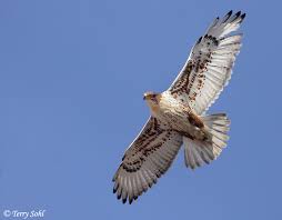 in Flight - Buteo regalis
