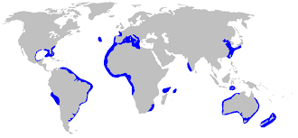 File:Heptranchias perlo