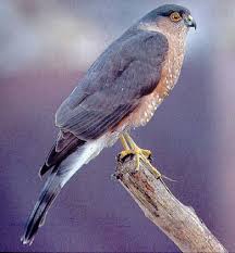 Hawk/Accipiter striatus-1