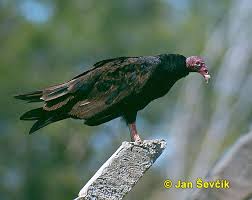 Cathartes aura 1
