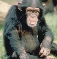 Pan troglodytes
