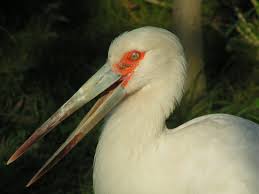 Maguari Stork (Ciconia