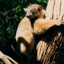 Lepilemur edwardsi