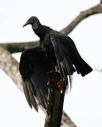 Vulture (Coragyps atratus)