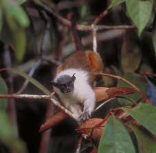 Saguinus bicolor pied tamarin