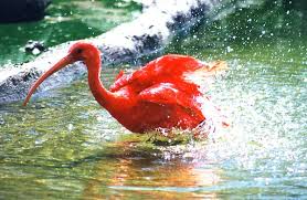 Threskiornithinae.