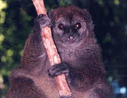 lemur: Hapalemur simus