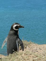 Spheniscus magellanicus