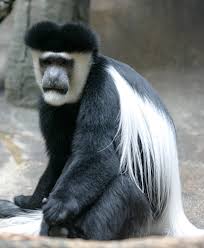 Mantled Guereza (Colobus