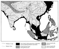 area of Asian Loridae